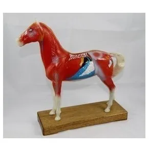 Модель для акупунктуры лошади, модели животных