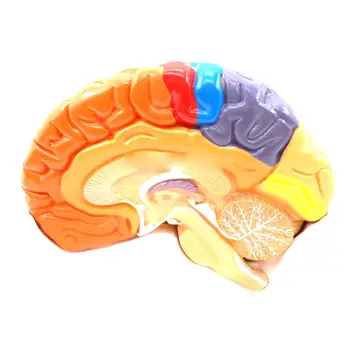 ПВХ 2 Части Цветной Анатомии Функциональной Области Человеческого Мозга Анатомическая Модель Медицинская Искусственная Кора головного мозга Обучение
